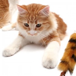 Cat Owners Cat Training Books